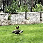 Ultra Luex Tarihi Villa Yenice (Menderes)