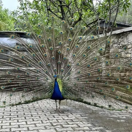 Ultra Lüx Tarihi Villa *