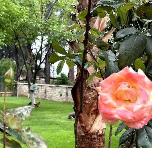 Ultra Luex Tarihi * Yenice (Menderes)